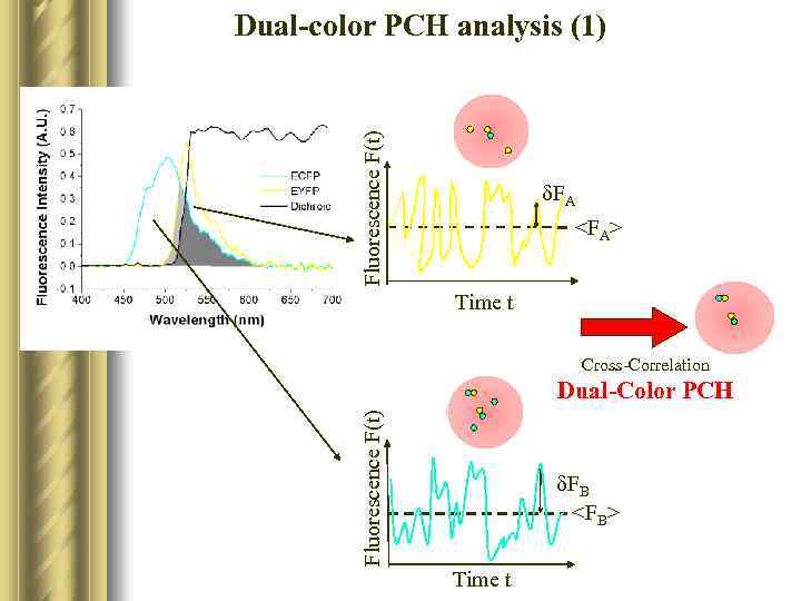 Fluorescence F(t) Dual-color PCH analysis (1) FA <FA> Time t Cross-Correlation Fluorescence F(t) Dual-Color