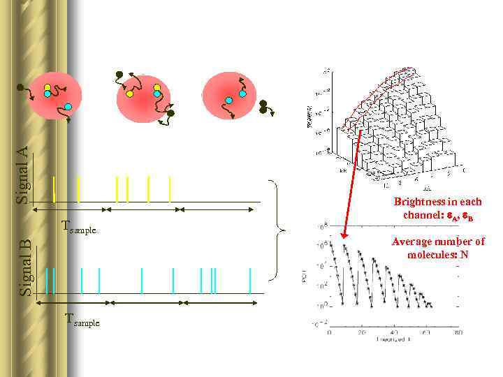 Signal A Tsample Brightness in each channel: e. A, e. B Signal B Average