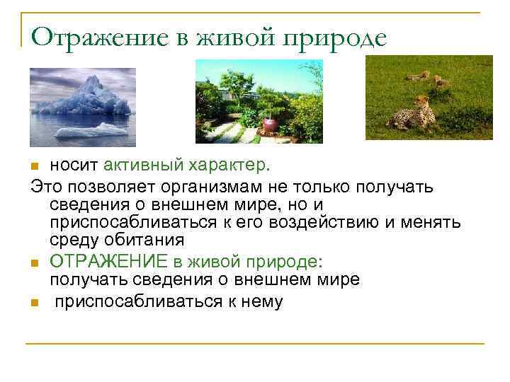 Отражение в живой природе носит активный характер. Это позволяет организмам не только получать сведения