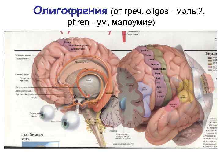 Олигофрения (от греч. oligos - малый, phren - ум, малоумие) 