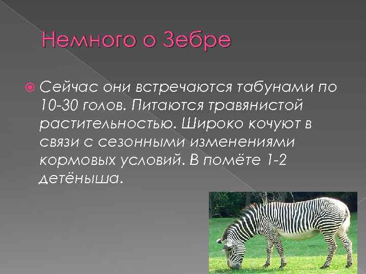 Немного о Зебре Сейчас они встречаются табунами по 10 -30 голов. Питаются травянистой растительностью.