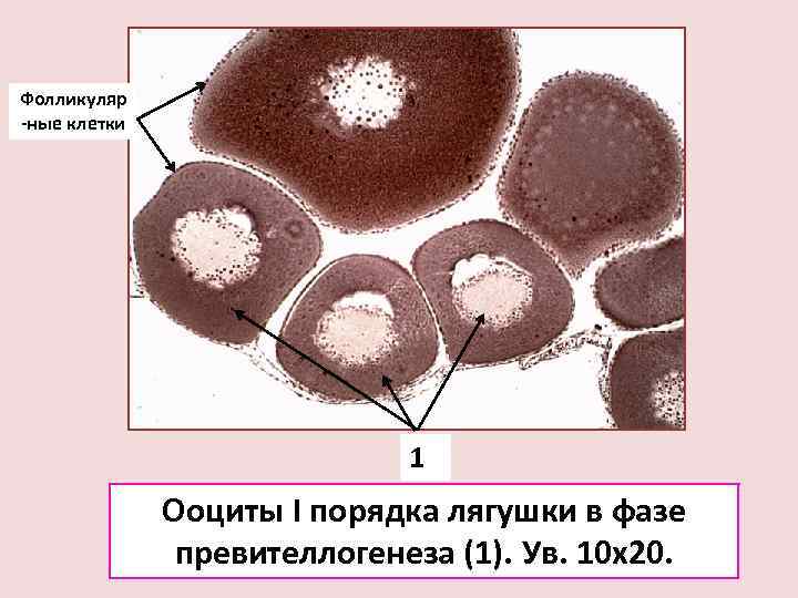 Ооциты деление