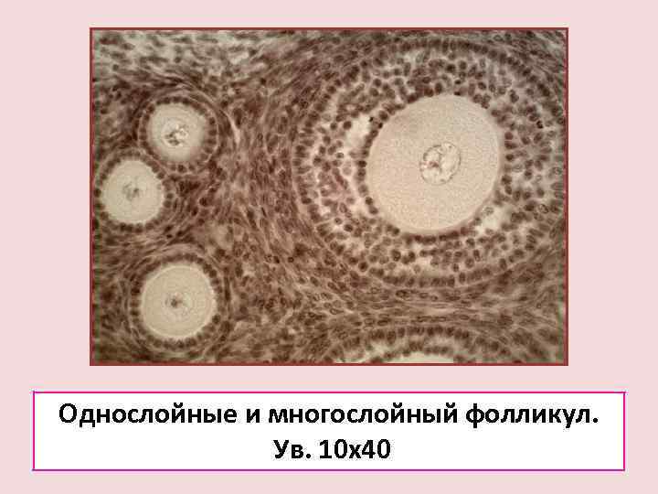 Яйцеклетка в фолликуле фото