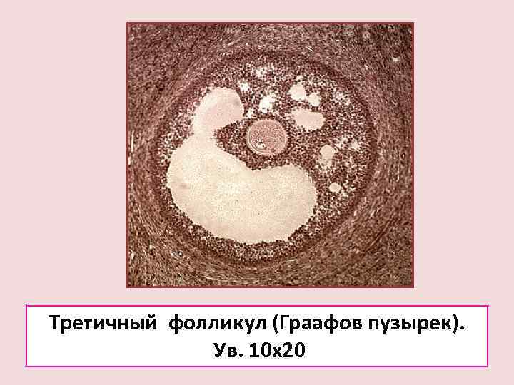 Яйцеклетка в фолликуле фото