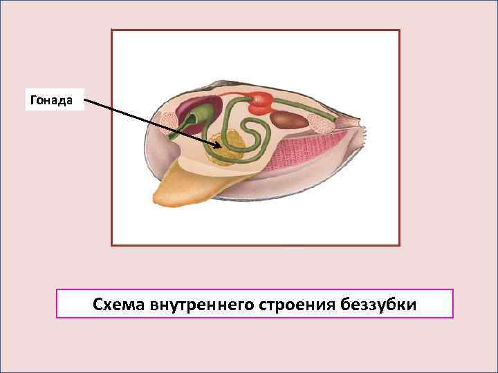 Схема внутреннего строения беззубки