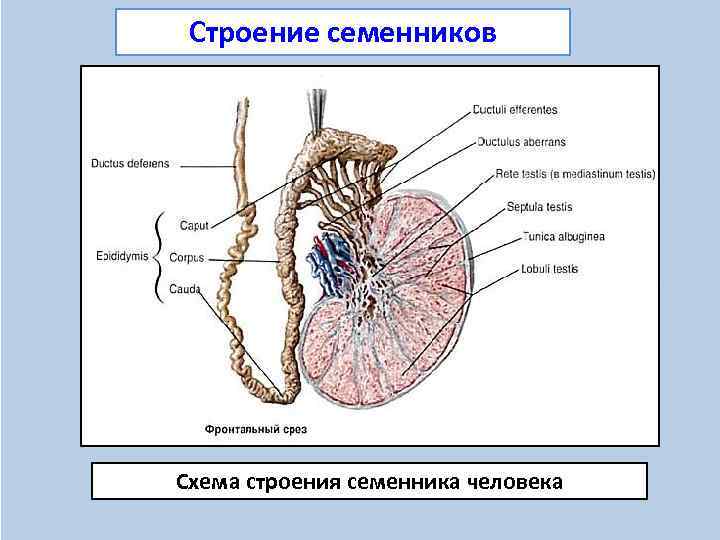 Схема строения семенника - 89 фото