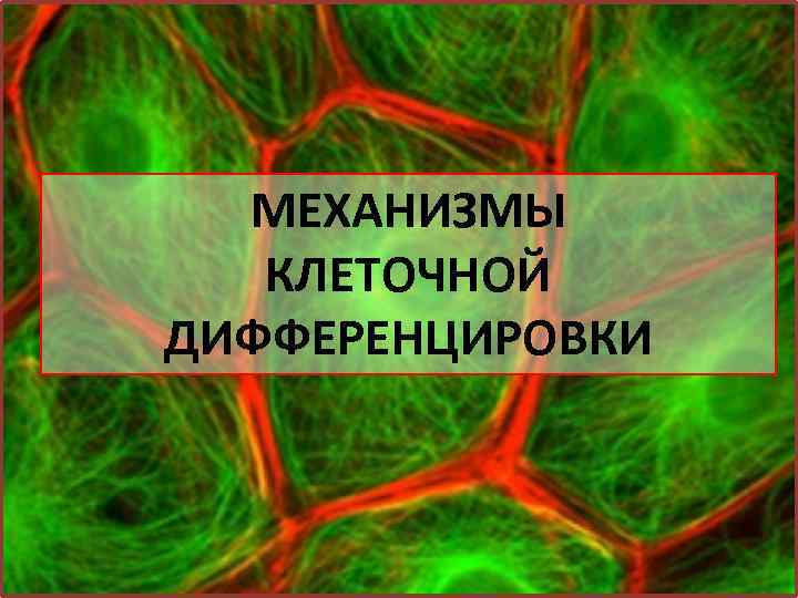 МЕХАНИЗМЫ КЛЕТОЧНОЙ ДИФФЕРЕНЦИРОВКИ 