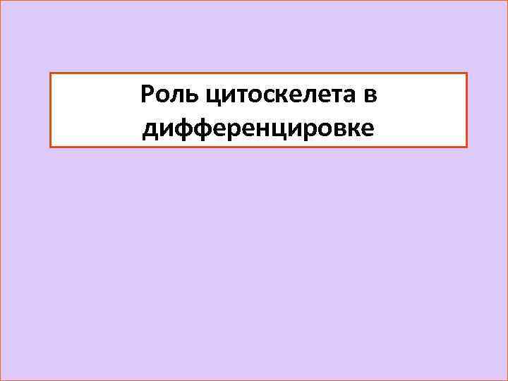 Роль цитоскелета в дифференцировке 