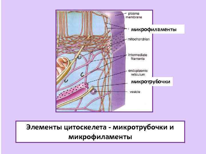 микрофиламенты микротрубочки Элементы цитоскелета - микротрубочки и микрофиламенты 