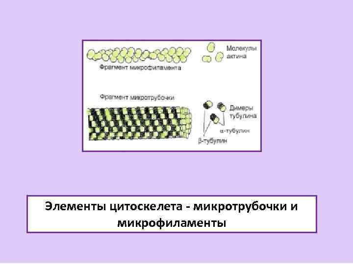 Элементы цитоскелета - микротрубочки и микрофиламенты 