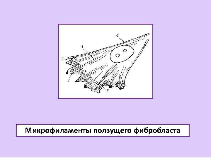 Микрофиламенты ползущего фибробласта 