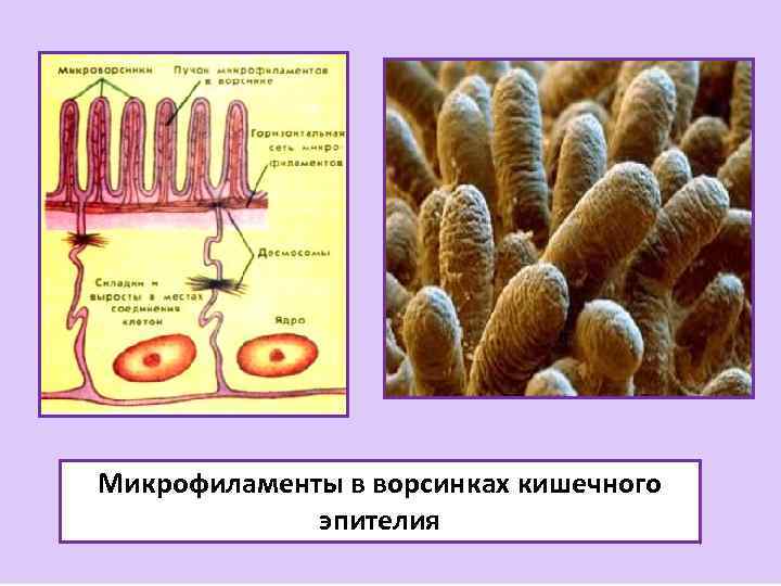 Микрофиламенты в ворсинках кишечного эпителия 