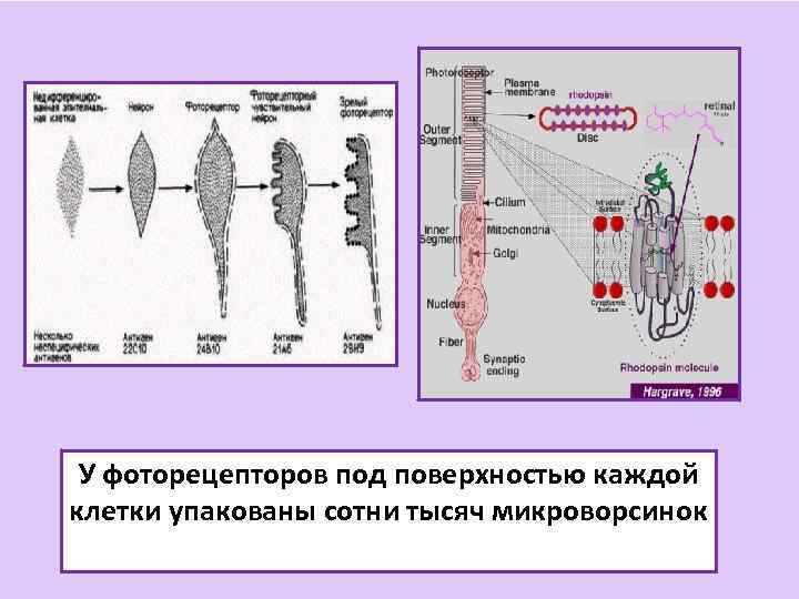 У фоторецепторов под поверхностью каждой клетки упакованы сотни тысяч микроворсинок 