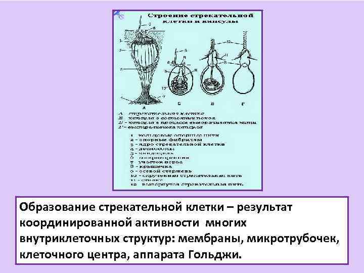 Образование стрекательной клетки – результат координированной активности многих внутриклеточных структур: мембраны, микротрубочек, клеточного центра,