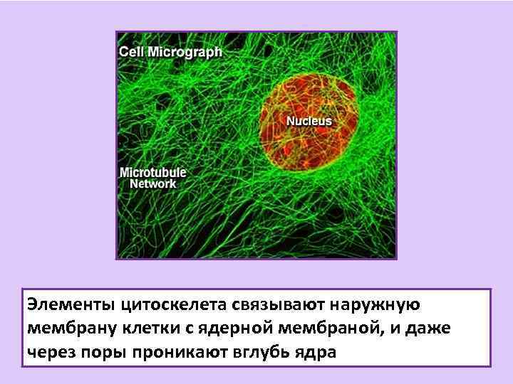 Элементы цитоскелета связывают наружную мембрану клетки с ядерной мембраной, и даже через поры проникают