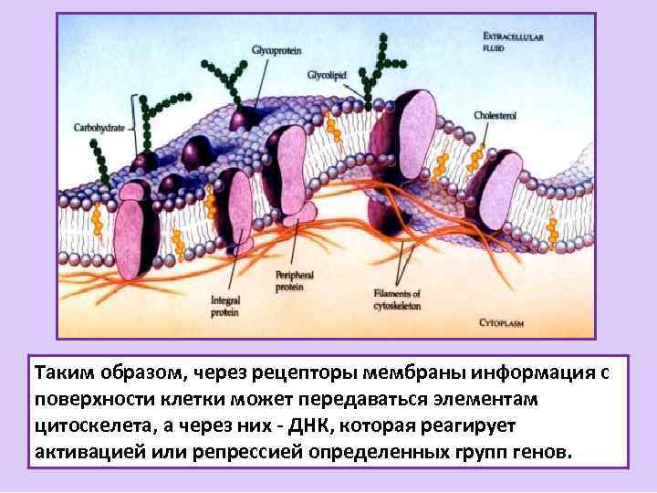 Таким образом, через рецепторы мембраны информация с поверхности клетки может передаваться элементам цитоскелета, а