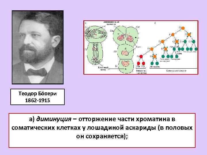Теодор Бόвери 1862 -1915 а) диминуция – отторжение части хроматина в соматических клетках у