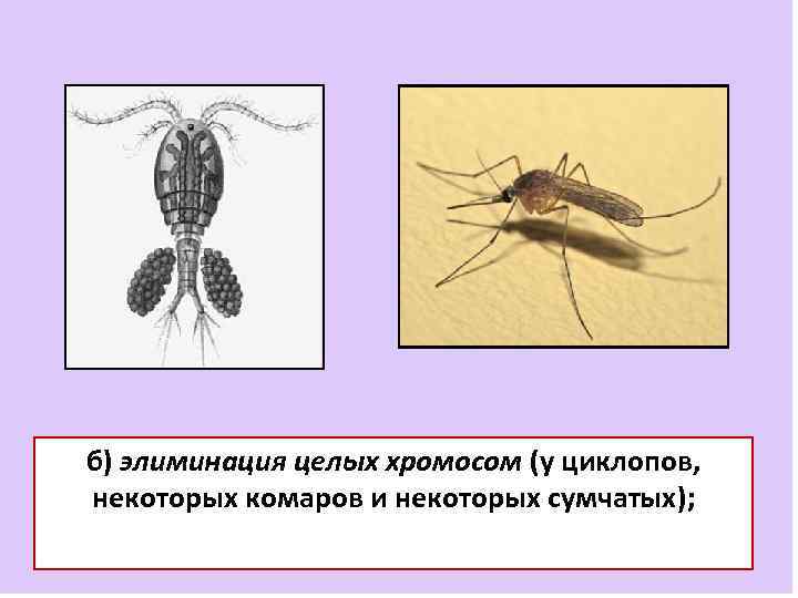б) элиминация целых хромосом (у циклопов, некоторых комаров и некоторых сумчатых); 