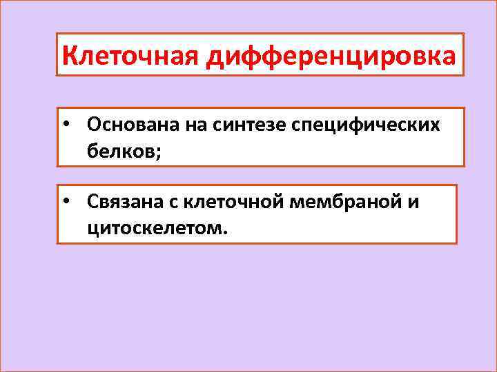 Клеточная дифференцировка • Основана на синтезе специфических белков; • Связана с клеточной мембраной и