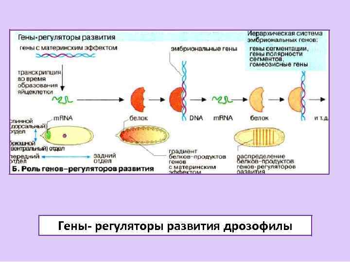 Дифференцировка клеток презентация 10 класс