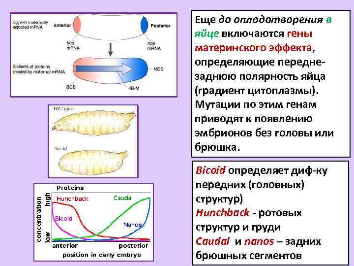 Еще до оплодотворения в яйце включаются гены материнского эффекта, определяющие переднезаднюю полярность яйца (градиент