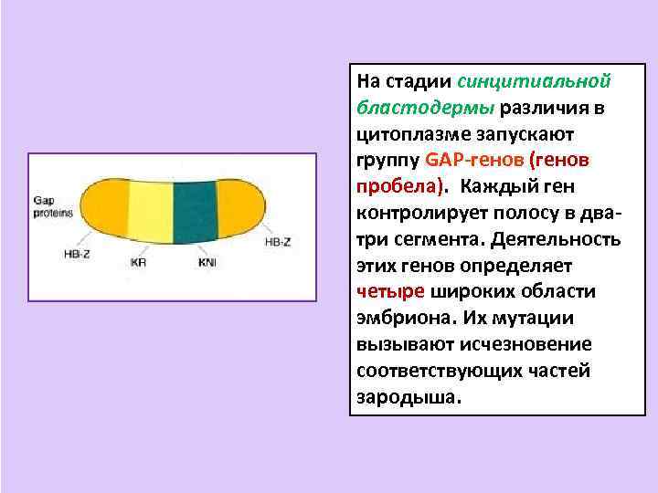 На стадии синцитиальной бластодермы различия в цитоплазме запускают группу GAP-генов (генов пробела). Каждый ген