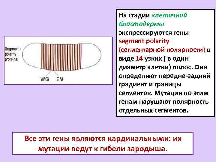 На стадии клеточной бластодермы экспрессируются гены segment polarity (сегментарной полярности) в виде 14 узких