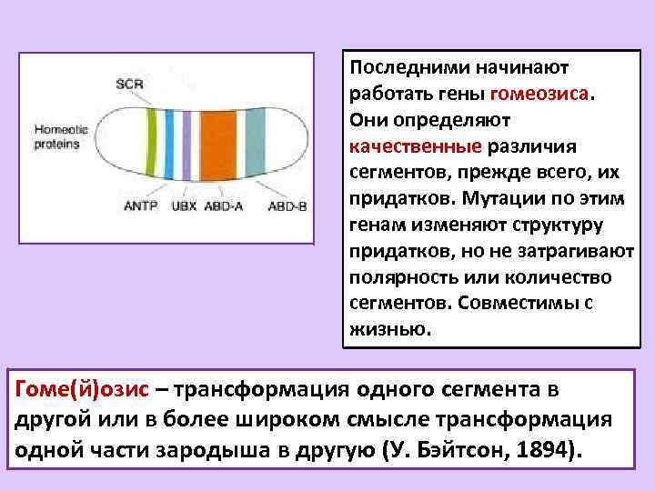 Последними начинают работать гены гомеозиса. Они определяют качественные различия сегментов, прежде всего, их придатков.