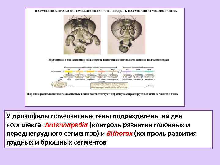У дрозофилы гомеозисные гены подразделены на два комплекса: Antennapedia (контроль развития головных и переднегрудного