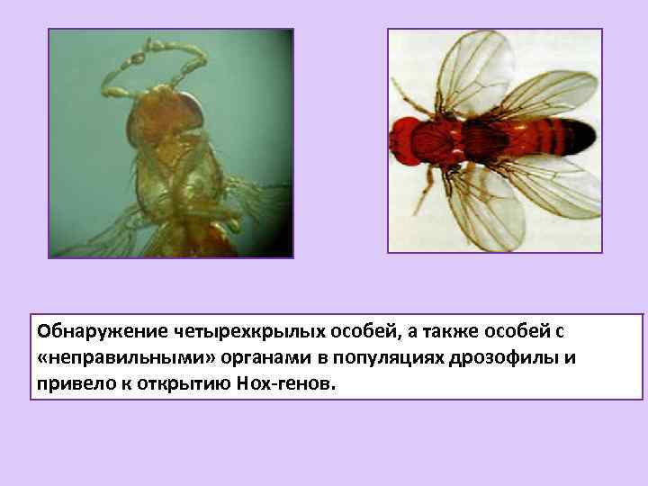 Обнаружение четырехкрылых особей, а также особей с «неправильными» органами в популяциях дрозофилы и привело