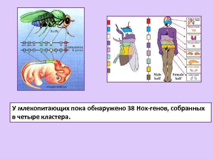 У млекопитающих пока обнаружено 38 Нох-генов, собранных в четыре кластера. 