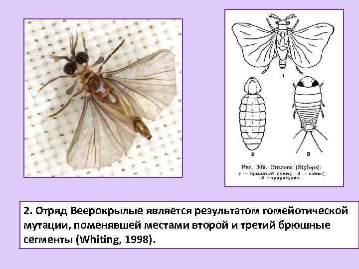 2. Отряд Веерокрылые является результатом гомейотической мутации, поменявшей местами второй и третий брюшные сегменты