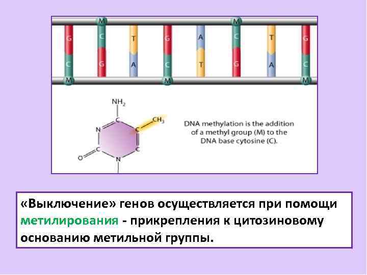  «Выключение» генов осуществляется при помощи метилирования - прикрепления к цитозиновому основанию метильной группы.