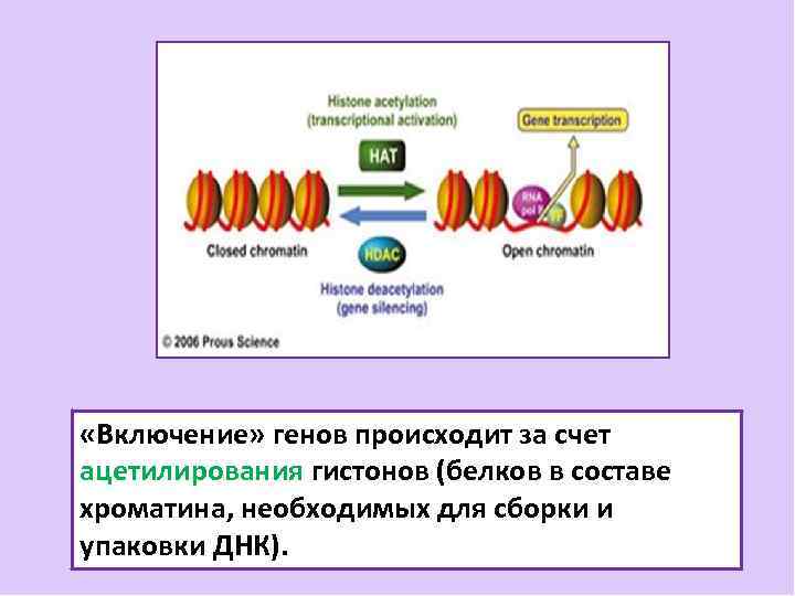 Дифференцировка клеток презентация