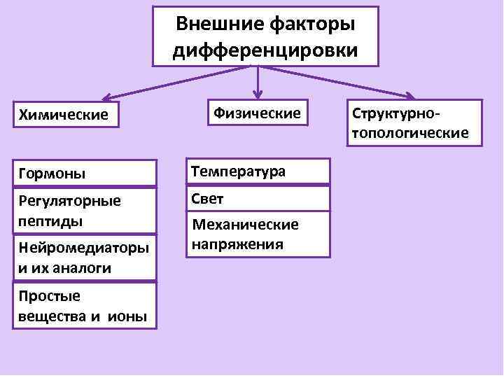 Внешние факторы дифференцировки Химические Физические Гормоны Температура Регуляторные пептиды Свет Нейромедиаторы и их аналоги