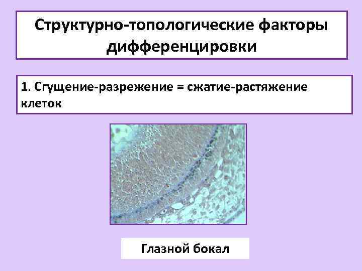 Растяжение клетки. Механизмы клеточной дифференцировки. Факторы дифференцировки клеток. Клеточные сгущения. Вертикальное растяжение клеток.