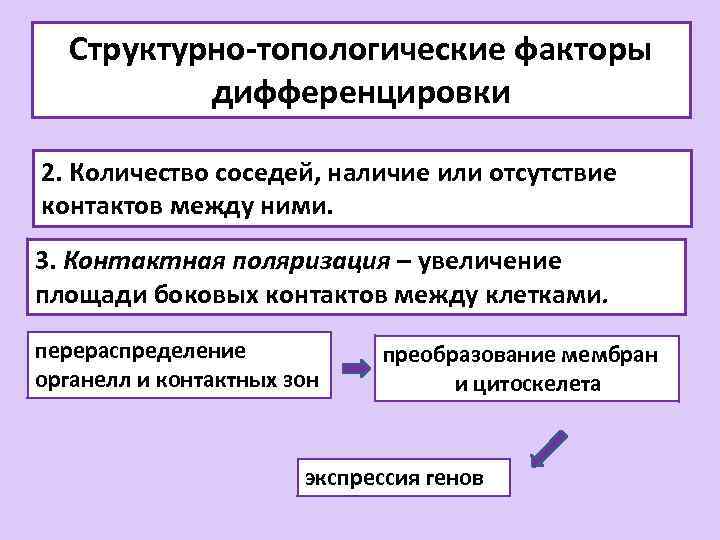 Структурно-топологические факторы дифференцировки 2. Количество соседей, наличие или отсутствие контактов между ними. 3. Контактная