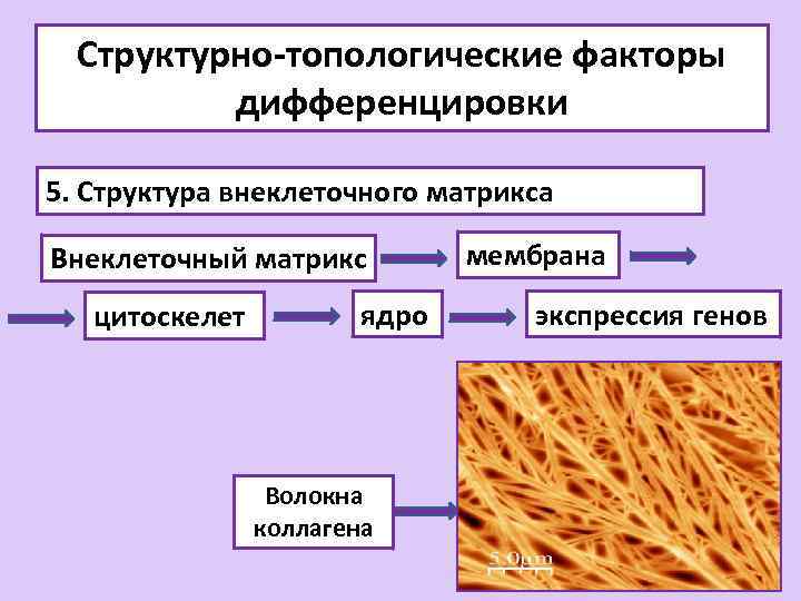 Структурно-топологические факторы дифференцировки 5. Структура внеклеточного матрикса Внеклеточный матрикс цитоскелет ядро Волокна коллагена мембрана