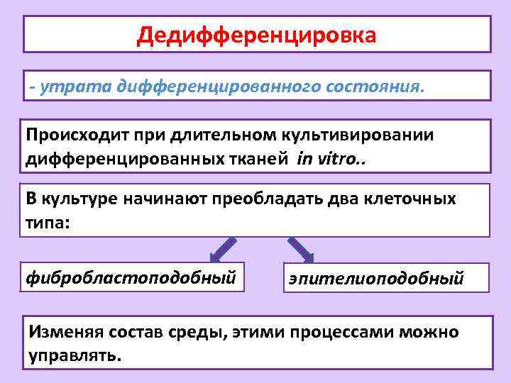 Дедифференцировка - утрата дифференцированного состояния. Происходит при длительном культивировании дифференцированных тканей in vitro. .