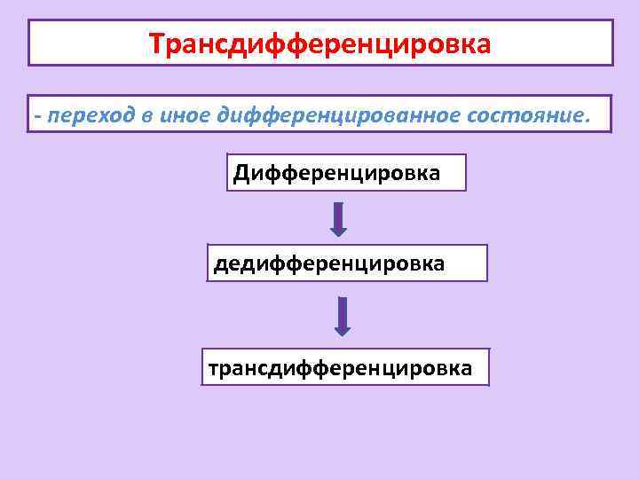 Трансдифференцировка - переход в иное дифференцированное состояние. Дифференцировка дедифференцировка трансдифференцировка 