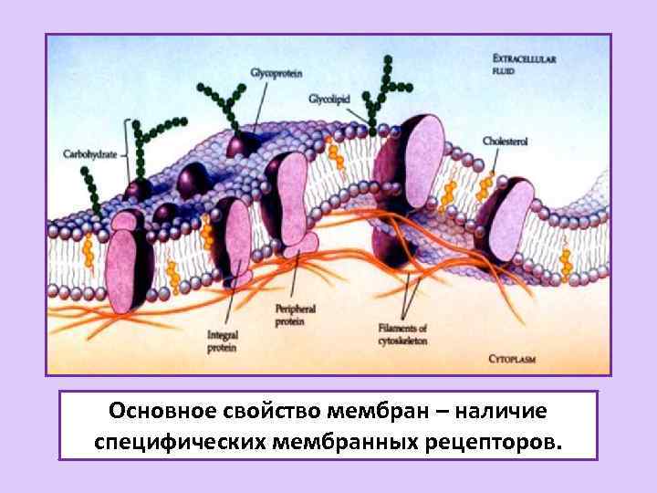 Основное свойство мембран – наличие специфических мембранных рецепторов. 
