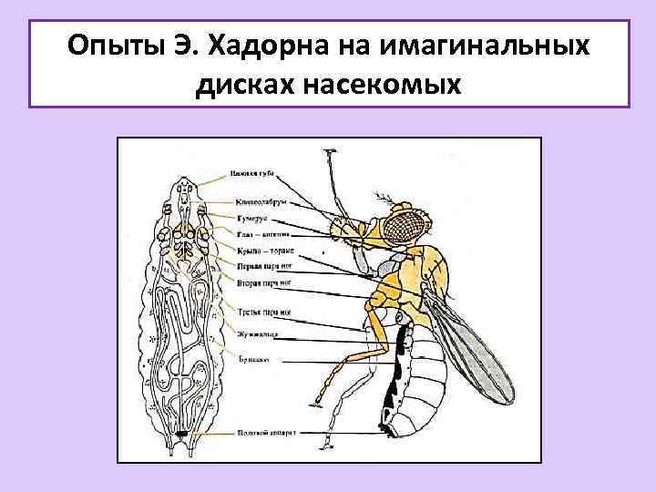 Опыты Э. Хадорна на имагинальных дисках насекомых 