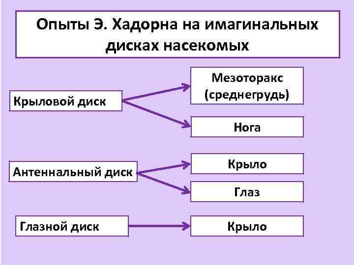 Опыты Э. Хадорна на имагинальных дисках насекомых Крыловой диск Мезоторакс (среднегрудь) Нога Антеннальный диск