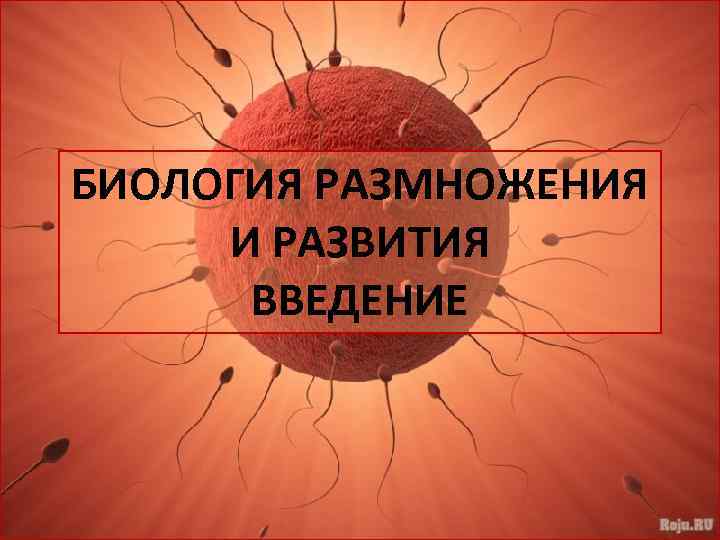 Биология размножения и развития. Биологические науки размножение. Человеческое размножение биология. Недзельский е.м. биология размножения и развития.