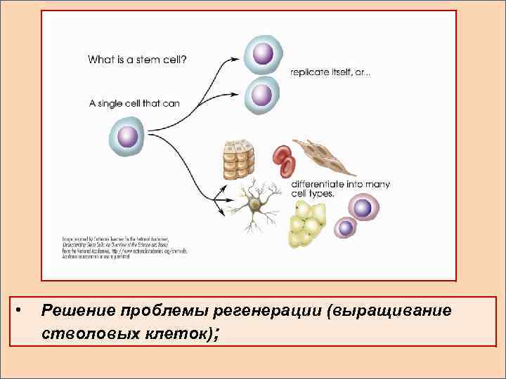  • Решение проблемы регенерации (выращивание стволовых клеток); 