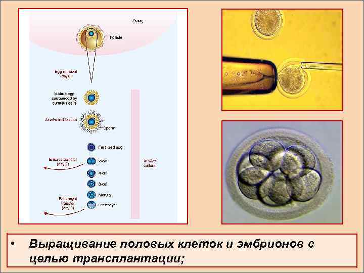  • Выращивание половых клеток и эмбрионов с целью трансплантации; 