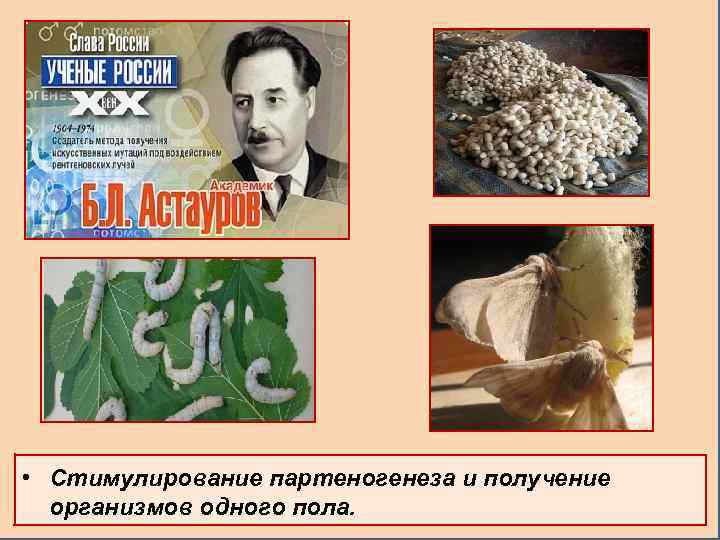  • Стимулирование партеногенеза и получение организмов одного пола. 