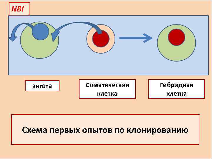 NB! зигота Соматическая клетка Гибридная клетка Схема первых опытов по клонированию 