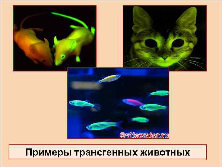 Примеры трансгенных животных 