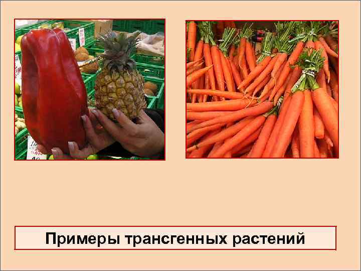 Примеры трансгенных растений 